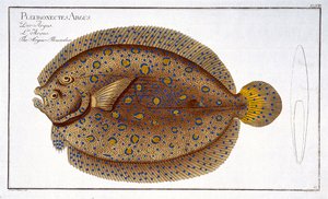 La Plie Argus (Pleuronectes Argus) planche XLVIII de 